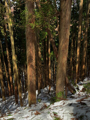 Sunlit Forest in Hakuba, Japan with Snow-Covered Ground