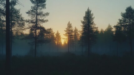 Fototapeta premium A serene forest landscape at sunrise, enveloped in mist and soft light.
