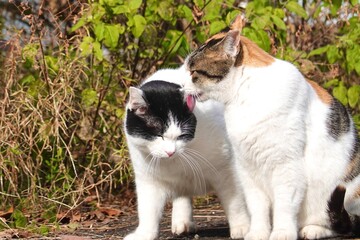 仲良しの白黒猫と三毛猫