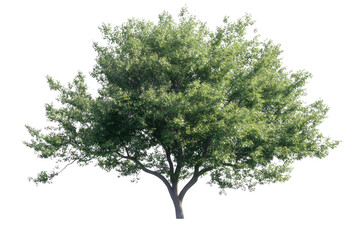 Fototapeta premium one Green tree isolated on white, Green trees isolated on transparent background forest and summer foliage for both print and web with cut path.