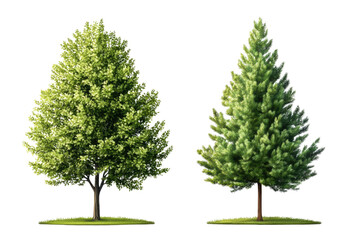 Fototapeta premium one Green tree isolated on white, Green trees isolated on transparent background forest and summer foliage for both print and web with cut path.