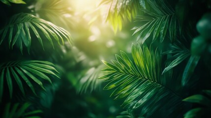 Tropical foliage in soft sunlight with vibrant green tones