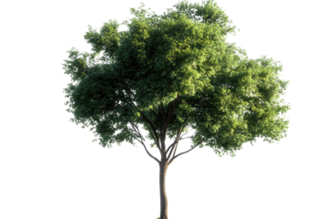 one Green tree isolated on white, Green trees isolated on transparent background forest and summer foliage for both print and web with cut path.