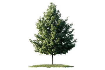 Obraz premium one Green tree isolated on white, Green trees isolated on transparent background forest and summer foliage for both print and web with cut path.