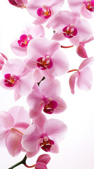 Delicate pink orchids blooming against a white background.