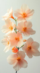 Obraz premium Peach blossoms, delicate flowers, floral arrangement, close-up.