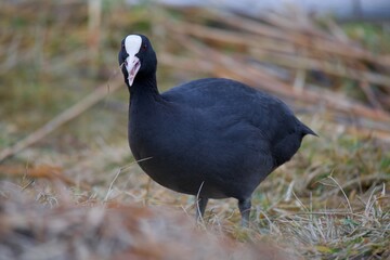 coot  blackbird