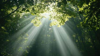 Fototapeta premium Sunbeams through the Forest Canopy: A Serene Nature Escape