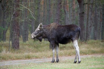 moose in a field