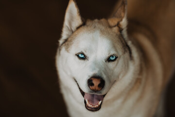 Close-Up Portrait of a Stunning Husky with Piercing Blue Eyes and a Playful Expression