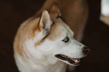Profile View of a Stunning Husky with Piercing Blue Eyes in Natural Light