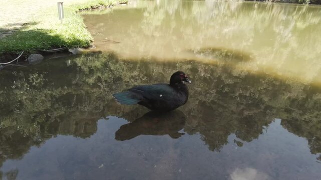 A black Cayuga duck standing in shallow water.
