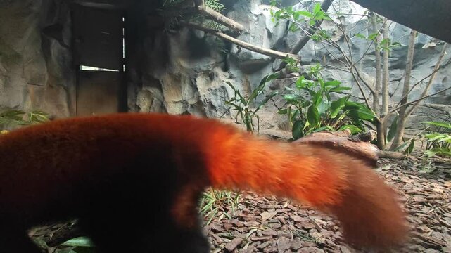 red panda walk through the tree in sunny afternoon