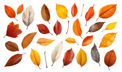 Colorful autumn leaves collection isolated on black background.