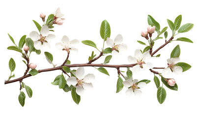 Blossoming branch with white flowers and green leaves isolated on black.