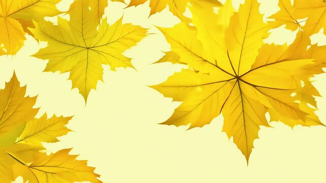 Vibrant leaves spread gracefully screen seamless animated yellow transition offering warm seasonal effect alpha channel support autumn