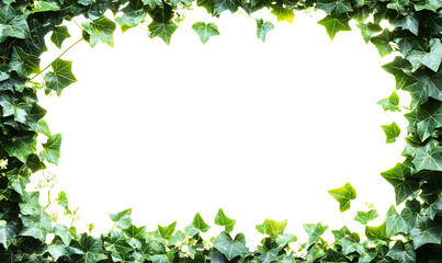 Lush green ivy frame with a black center.