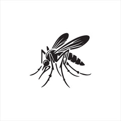 Mosquito on white background