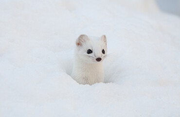 Ermine (Mustela erminea) Ermellino