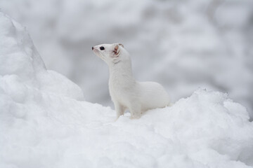 Ermine (Mustela erminea) Ermellino