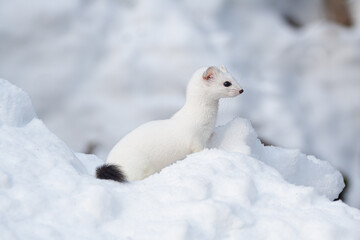 Ermine (Mustela erminea) Ermellino