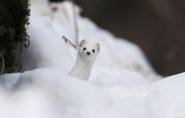 Ermine (Mustela erminea) Ermellino