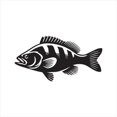 fish on a white background