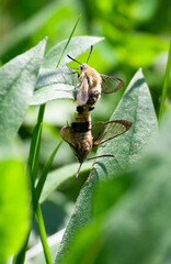 Hemaris fuciformis