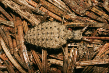 Myrmeleontidae, myrmeleontidae antlion