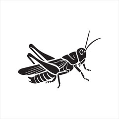 grasshopper on a white background