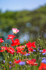 太陽の光を浴びる初夏のポピー