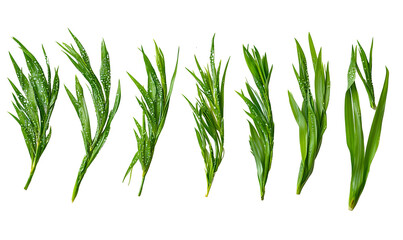Fototapeta premium Eight sprigs of fresh green herbs isolated on black.