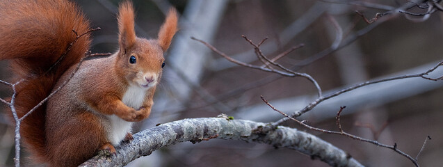 Squirrel (Sciurus vulgaris) Scoiattolo Banner