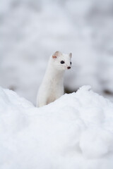 Ermine (Mustela erminea) Ermellino