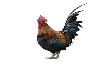 Fototapeta premium A Rooster on white background