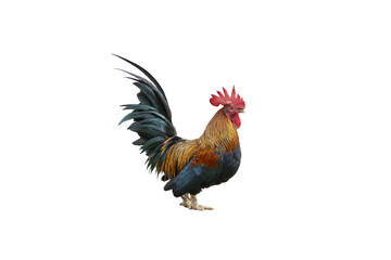 A Rooster on white background