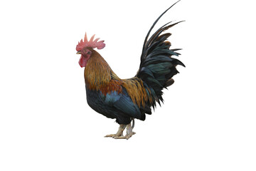 A Rooster on white background