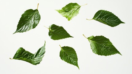 Fototapeta premium 66.Fresh green grape leaves caught mid-air, isolated against a white background, each leaf displaying natural veining and a vibrant color; the leaves appear to gently float, with varying angles and