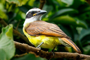 Bem-te-vi