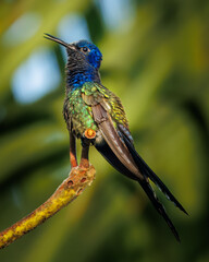 Fototapeta premium Beija-flor-tesoura