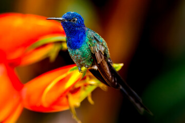 Beija-flor-tesoura