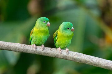 Tovi orange-chinned parakeet, Brotogeris jugularis, portrait of light green parrot with red head, Costa Rica. 