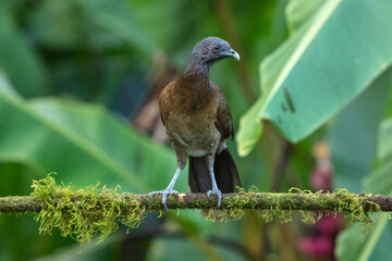 Grey-headed chachalaca (Ortalis cinereiceps) perched on a branch in the rainforest of Boca Tapada in Costa Rica. 