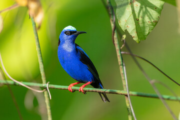 Flying The red-legged honeycreeper (Cyanerpes cyaneus) is a small songbird species in the tanager family (Thraupidae). It is found in Atlantic Forest, Brazil. 