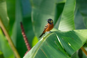  Orchard Oriole (Icterus spurius) in Costa Rica. Perched on a branch against green background.