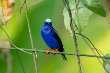 Flying The red-legged honeycreeper (Cyanerpes cyaneus) is a small songbird species in the tanager family (Thraupidae). It is found in Atlantic Forest, Brazil. 