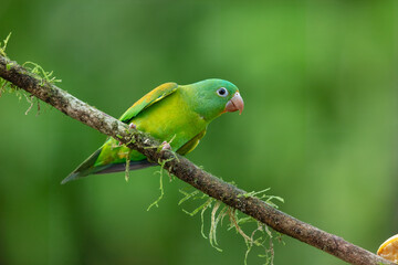 Tovi orange-chinned parakeet, Brotogeris jugularis, portrait of light green parrot with red head, Costa Rica. 