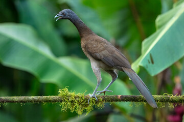 Grey-headed chachalaca (Ortalis cinereiceps) perched on a branch in the rainforest of Boca Tapada in Costa Rica. 