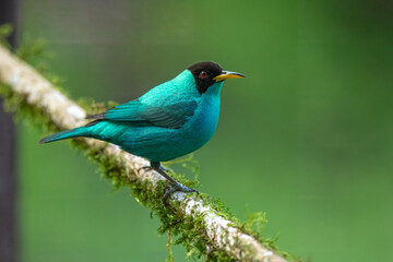 Obraz premium Green honeycreeper (Chlorophanes spiza) is a small bird in the tanager family. It is found in the tropical New World from southern Mexico south to Brazil, and on Trinidad.