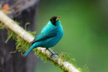 Green honeycreeper (Chlorophanes spiza) is a small bird in the tanager family. It is found in the tropical New World from southern Mexico south to Brazil, and on Trinidad.